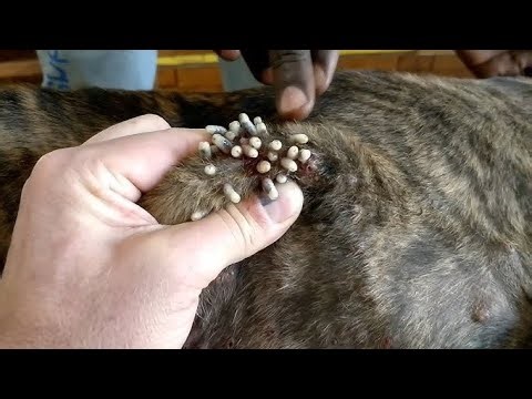 Mangoworms in dog ball