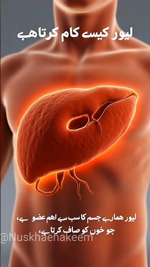 How the Liver Works | Complete 3D Liver Function Animation🌿