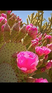 Cactus bees and their personal Bungalow | Wondersofjungle