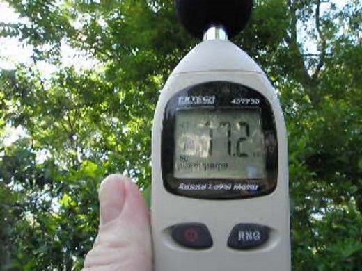 What is the loudest cicada? – Cicada Mania