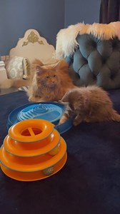 18K views · 4.4K reactions | It’s baby time with big brother Apollo looking after him! #baby #themagnificats #mainecoonkitten #socute #persiancatsofinstagram #love #girlboss #ragdoll #cheekymonkey #cats | The Magnificats | Facebook
