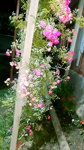 Sultan Muhammad on Reels