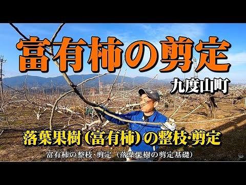 落葉果樹【富有柿】整枝･剪定の基本（柿の剪定）#柿 #富有柿 #せんてい #剪定