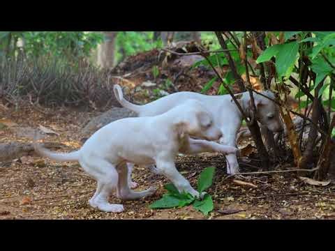 9666985145 Mudhol Hound Puppies | Pet Shop | Puppies | Pets | Dogs | Puppies Adoption | Hyderabad