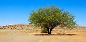 How South Africa’s second most invasive tree can be managed better