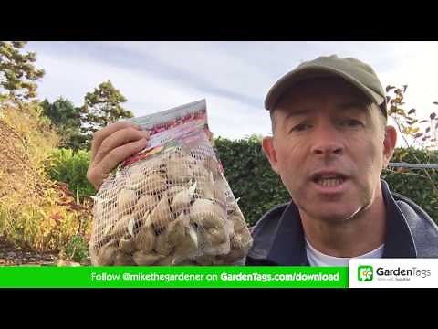 How To Plant Dwarf Iris