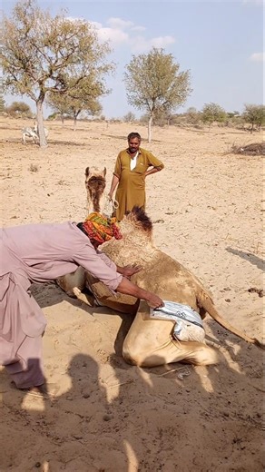 دِفءُ الرَّحمَةِ يُحيي جَمَلَ الصَّحراءِ