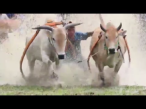 Men dragged through muddy paddy fields in Indonesian cow racing