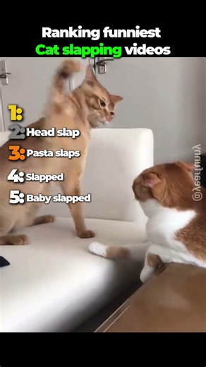 Funniest cat slapping videos #cats #funny #catvideos #meow #trending #fyp #shorts #viral