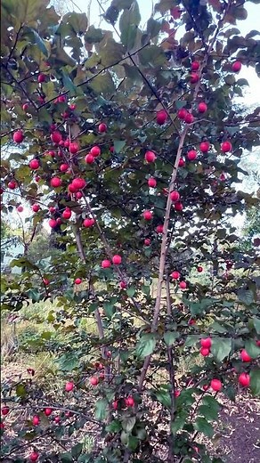 Vous reconnaissez ce fruit rouge? #gardening #fruits
