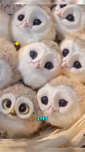 Cutest Baby Owls You’ll Ever See
