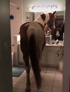 Little girl is filled with laughter after her horse comes inside the house. Video Credit: @jessica_goss | Horse Talk