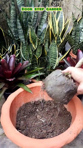 Plumeria plant repotting process 😍😍😍