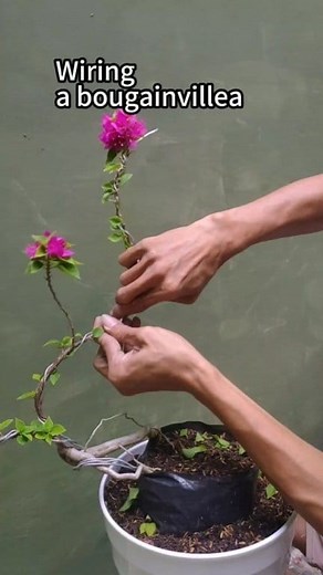 34K views · 376 reactions | Wiring a bougainvillea ❗ #bonsai #bougainvillea #gardening #plants | Ardie Naco | Facebook