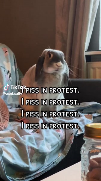 Is it just me?... #bunnylove #bunnysoftiktok #minilopbunny #hollandlopbunny #rabbitsoftiktok #bunny🐰 #bunnytok #minilopbunnies #fluff #fluffy