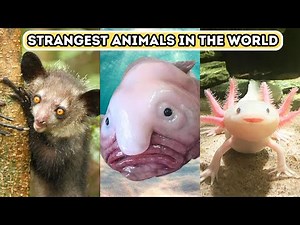 Nature's Top 6 Oddities: Weird and Strangest Animals in the World
