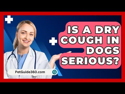 Is A Dry Cough In Dogs Serious? - PetGuide360.com