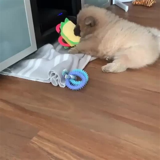 Daisy the Chow Chow's Adorable Journey to Her New Home