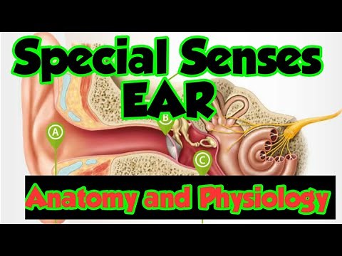 Special Senses Ear [Unit-IV Part-I] Anatomy and Physiology|| BSN Lecture With MCQS By Farman KMU.