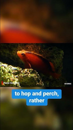 Top 10 fish that will bring your saltwater reef aquarium to life! #6: Flame Hawkfish