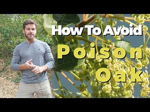 Poison Oak: How to Identify, Avoid, and Treat