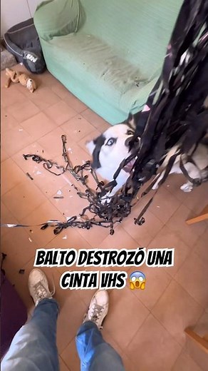 Balto destroyed a VHS tape 😱 Look what he did! 😂