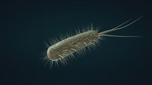 Medical illustration of bacteria cell