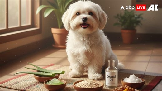 ABP LIVE Pet First | 7 Effective Natural Remedies To Soothe Your Dog’s Itchy Skin