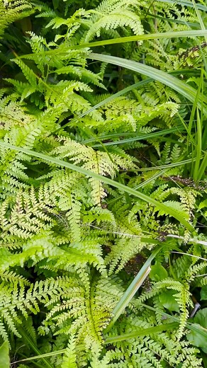 3.3K views · 48 reactions | A Hawaiʻi sunset, in flower form  This native kokiʻo (Hibiscus kokio subsp. saintjohnianus) is unique to northwestern Kauaʻi. With its vibrant blooms ranging from pure orange to orange-red or even orange-yellow, these flowers are just as mesmerizing as the setting sun.  | National Tropical Botanical Garden | Facebook