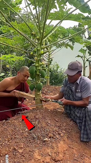 New Technique in Papaya Farming . . . #trending #facts #fruit #fruits #food #foodporn #foodie #farming #travel #papaya #reels #reelsinstagram #viralreels #trendingreels #viral | Hemant Mahto