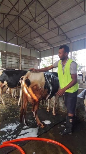 উদ্যোক্তা হতে হলে. #foryouシpage #farm_cleaning #agro #কৃষি #cow #agrilife #গরুর_খামার #agri_farm