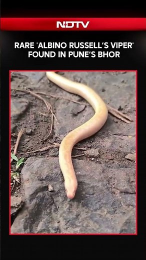 Maharashtra News | Rare 'Albino Russell’s Viper' Found in Pune’s Bhor
