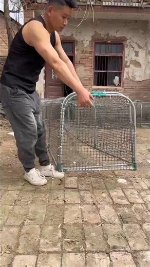 Tunnel Chicken Farming 🐔🚇 | Free-Range Village Chicken Setup 🌿 #chicken #pets #farming