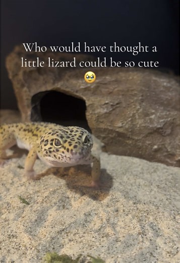 Adorable Gecko: The Cutest Smiling Lizard