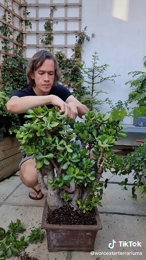 Repotting Old Jade Plant for a Fresh Start | Bonsai Tree Care