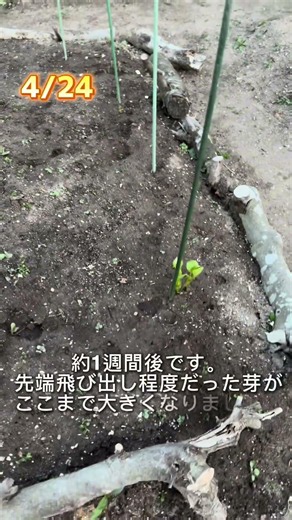 【庭新人】26歳初心者、ダリアを植えます。part2