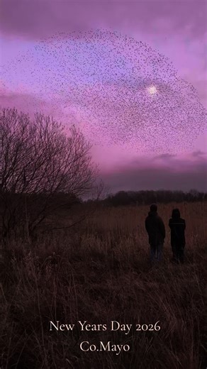 New Years Day evening 2026, watching the Starlings murmeration over the Lough Cara reed beds near Moor Hall in County Mayo, Ireland. how did you spend your first day of the year ? #mayo #starlings #ireland #birdwatching #wildlife