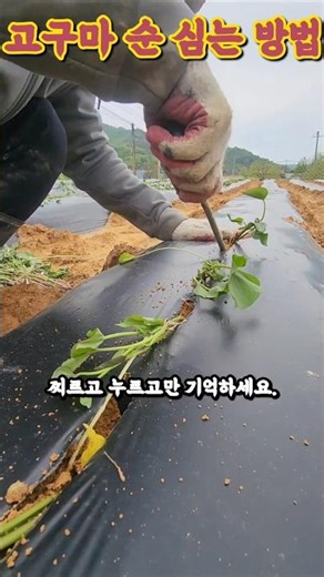 고구마 심기- 고구마 심는 벙법 ㅣ고구마 모종 종순 이식기만 있으면 어렵지 않습니다.