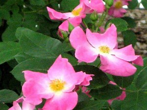 Exploring Native Plants: Part 2