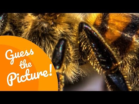 Guess the Picture | Ep. 13