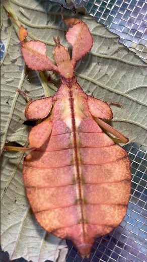 Pinky Phyllium letiranti Tataba 🇮🇩🌈