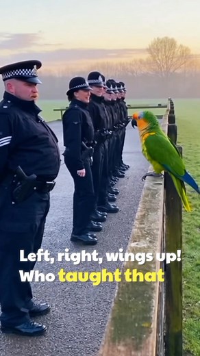 The Police Line Practice #PoliceParrot #ParrotComedy #BritishComedy #FunnyShorts #ViralReels #TalkingParrot #UKHumor #AIShorts #BirdTok #CinematicShort #CopHumor #OfficerLaughs #UnderFeatherOps #ComedySketch | Rescue Animals Fun