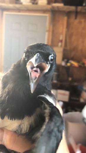 Release animals #animals #funnyanimals #funnyvideos #Foryou #fyp | animals funny videos