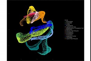 A plant root atlas for tracking developmental trajectories