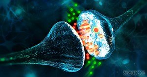 What is the endocannabinoid system and how does it work?