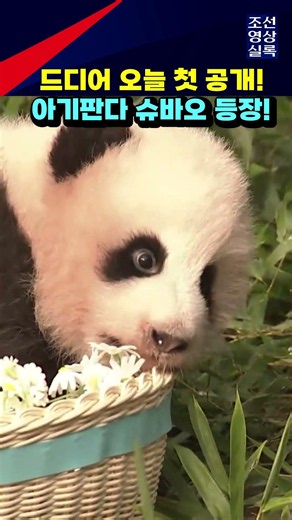 드디어 첫 공개된 아기판다 슈바오 실물이 더 귀여워