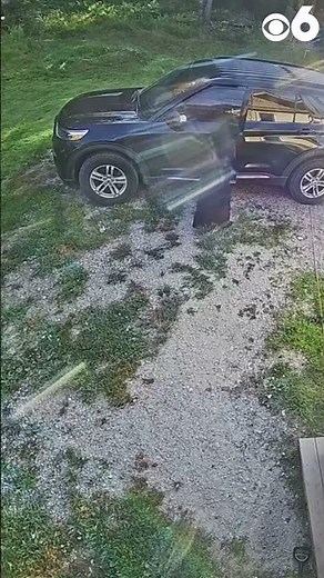 WATCH: Black bear finds unlocked car, opens door and climbs inside