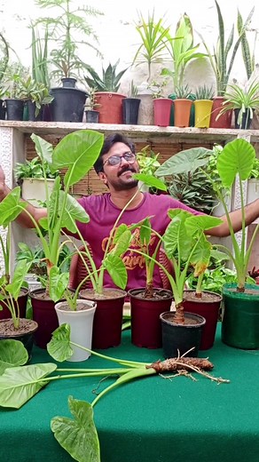 Mastering Elephant Ear Plant Propagation for a Thriving Garden