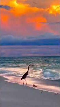 Hawaiian Birds