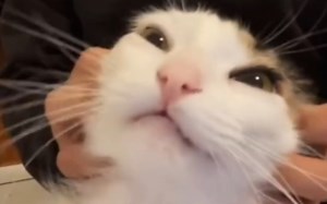 让小猫咪爽到灵魂出窍的终极按摩法